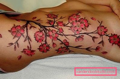 Kirkas kirsikka Sakura tytön puolella Kirkas kirsikka Sakura tytön puolella
